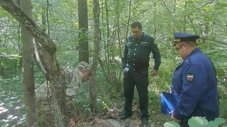 Два срубленных дуба в Чувашии обернулись ущербом почти на 350 тысяч рублей