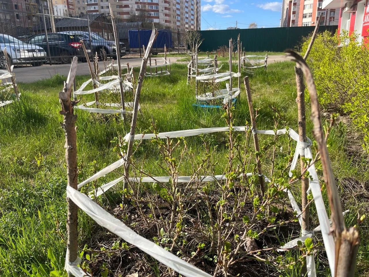 Чувашия: белорусские саженцы прошли проверку на безопасность
