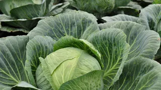 Подкормка для капусты в августе: секрет хорошего урожая, о котором забывают многие дачники в сентябре