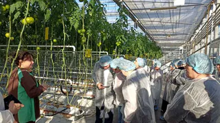 В Чувашии учителя агроклассов побывали на тепличном комбинате и молочной ферме