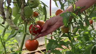 В Чебоксарах строят агромаркет для фермерской продукции