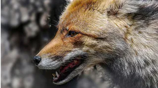 В Канашском округе ввели карантин по бешенству