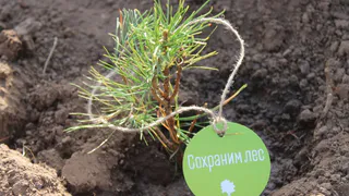 Леса Чувашии пополнились на 60 тысяч деревьев благодаря акции «Сохраним лес»