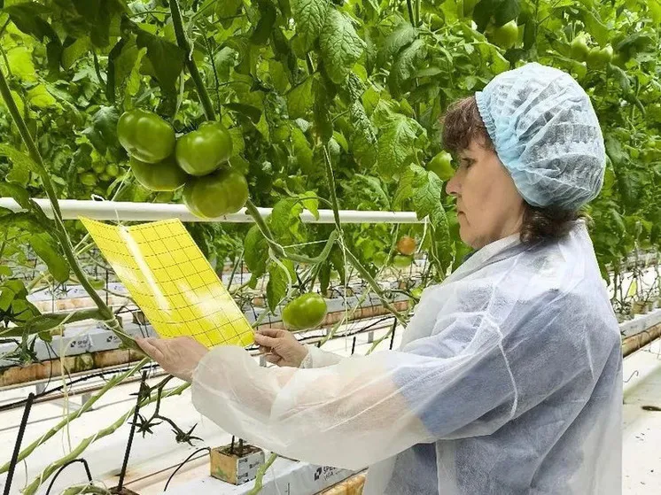 Россельхознадзор начал проверку теплиц в Чебоксарах на наличие опасных вирусов