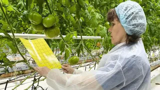 Россельхознадзор начал проверку теплиц в Чебоксарах на наличие опасных вирусов