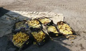 В Чувашии на одной из оптовых баз обнаружили 280 кг свежих яблок неизвестного происхождения